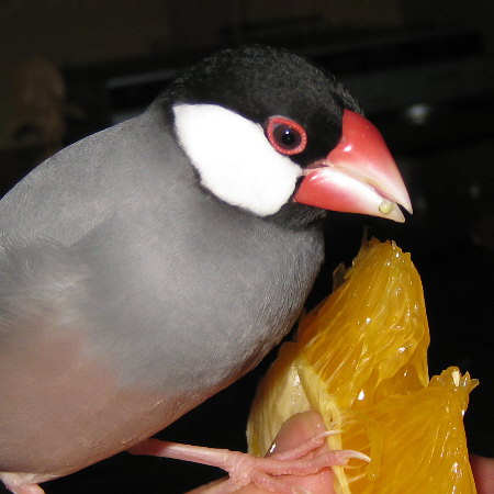 紅八朔を食べる文鳥(マナツ)