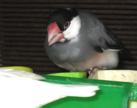 調子を崩した文鳥(マル)