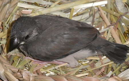孵化24日目の桜文鳥(ノコリ)