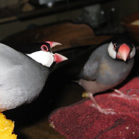 ライバルを威嚇する文鳥(マナツ・トミ)