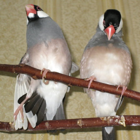 くつろぐ文鳥夫婦(テン・カエ)