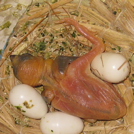 孵化9日目の文鳥ヒナ(ノ)