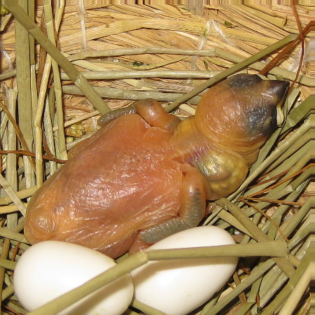 孵化7日目の文鳥ヒナ(「トミ」)