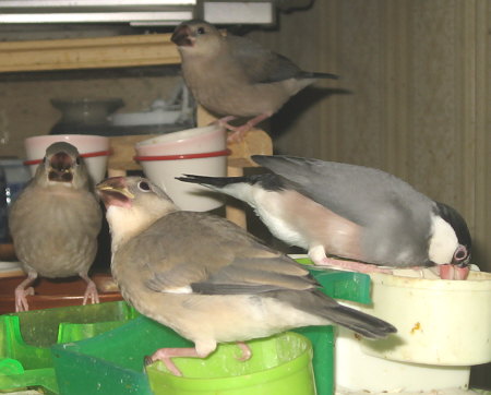ひとりエサ後の文鳥ヒナたちと紛れたヤンママ
