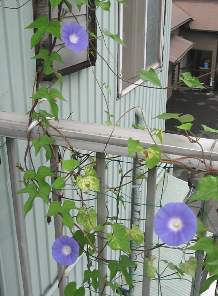 原種系朝顔『ネパール』
