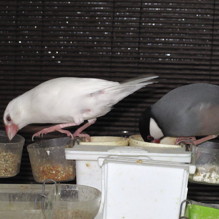 年の差文鳥カップル?(ミナ・マナツ)
