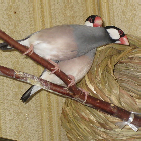 新しいつぼ巣を警戒する文鳥夫婦(テン・カエ)