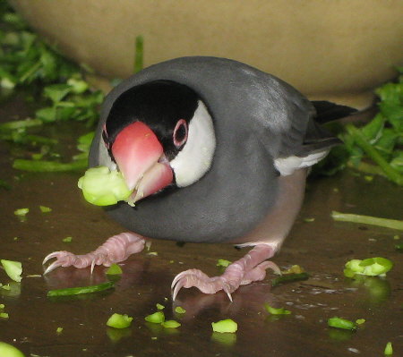 枝豆を食べる母文鳥(スミ)