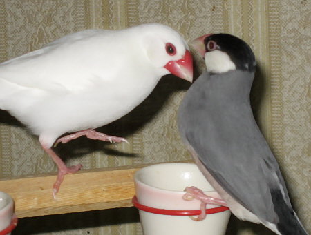「営業中」のオス文鳥(シン)