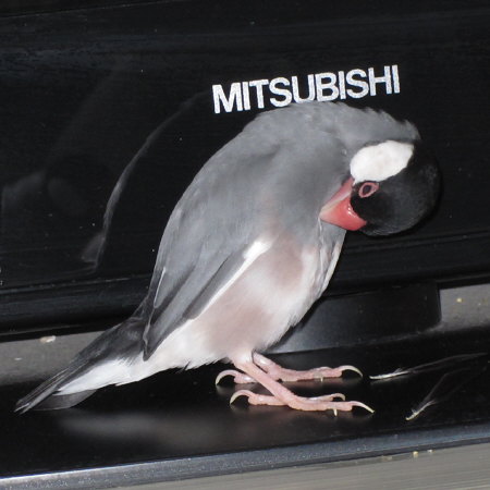 換羽が始まった文鳥(ハル)