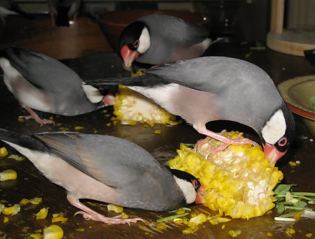 トウモロコシを食い漁る文鳥たち