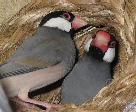 ひ孫娘文鳥と曽祖父文鳥(イッツ・キュー)