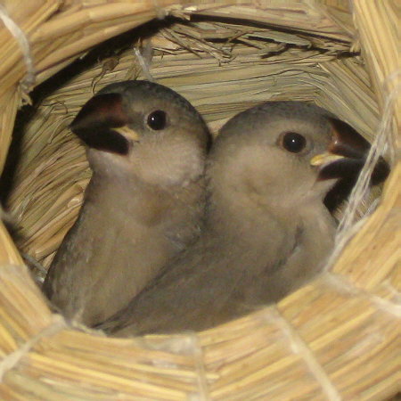 孵化36・37日目の文鳥ヒナ