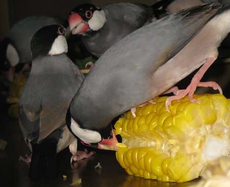 ゆでトウモロコシをかじる文鳥たち