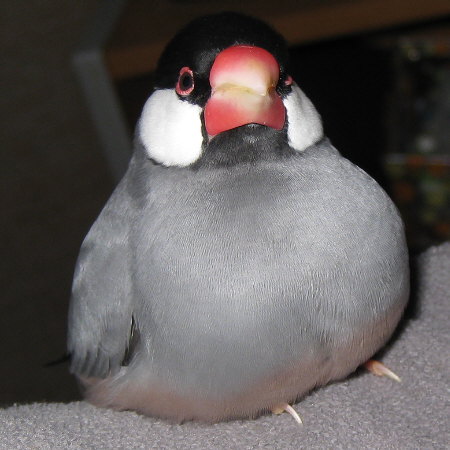 ぬくぬくの桜文鳥(マナツ)