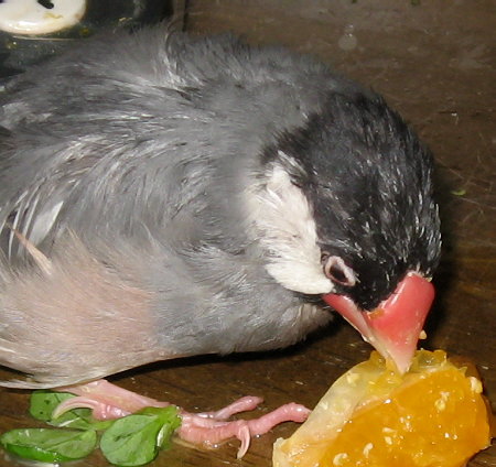 運動困難でも健啖の文鳥(オッキ)
