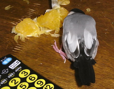 換羽中の文鳥の後姿(アト)