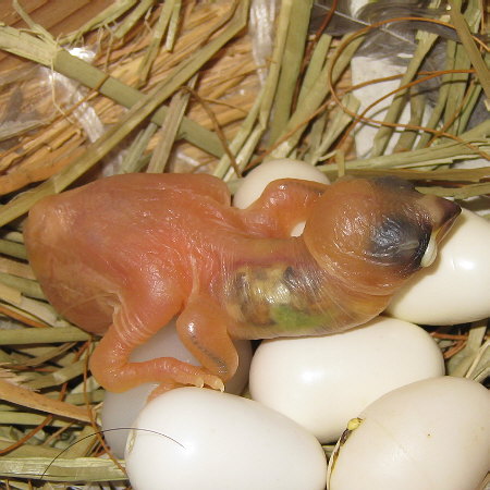 人知れず孵化していた文鳥ヒナ
