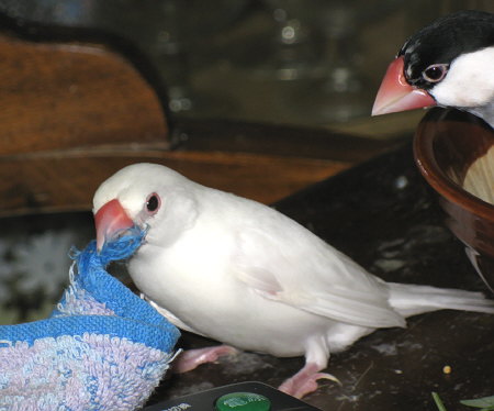 無駄な努力を続ける文鳥(ミナ)