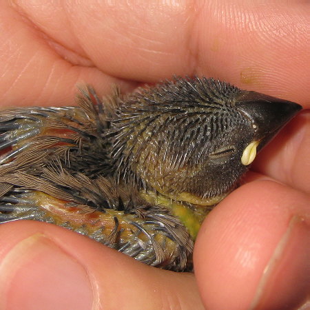 孵化18日目の文鳥ヒナ(トミ)3