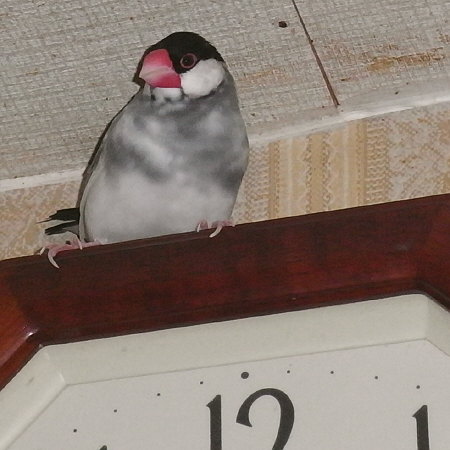 単独「文鳥時計」(ゲン)
