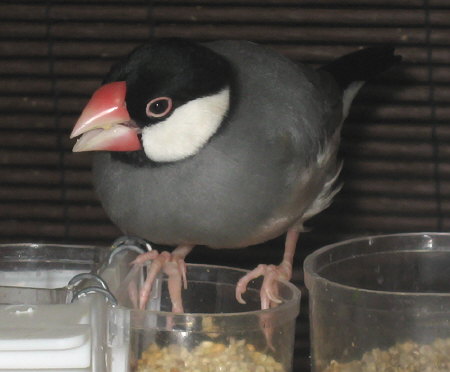 キビを食べる文鳥(ノコリ)