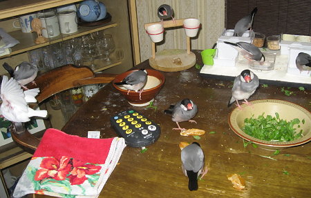 卓上の文鳥たち