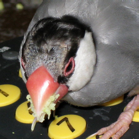 ハゲ状態修復中の文鳥(ハル)