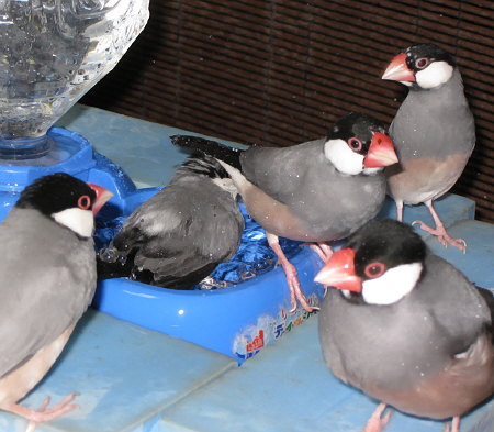 芋を洗う文鳥水浴び場