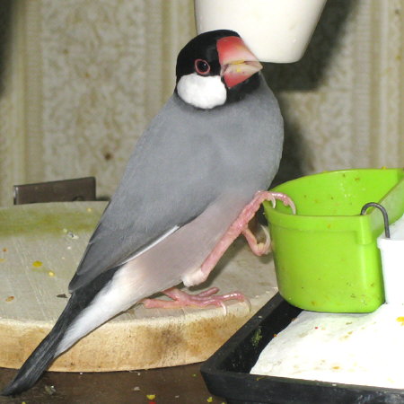 片脚をかけて食べる文鳥(マナツ)