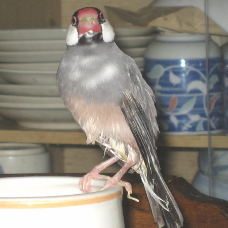 お尻を洗われたゴン