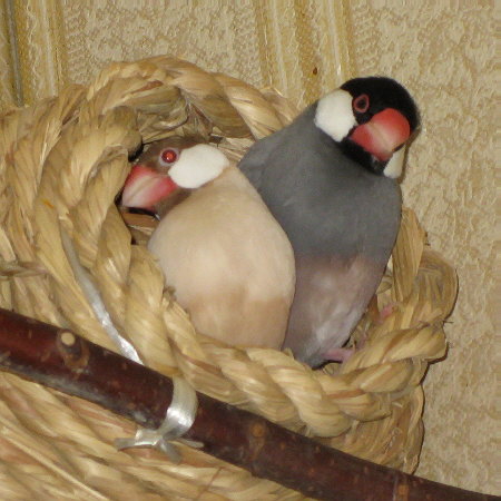 育雛を終えた文鳥夫婦(キュー・ニッキ)