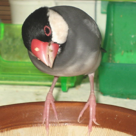 食べあさる大きな顔の文鳥の図
