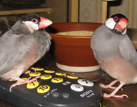 病鳥をねらうオス文鳥(オッキ・キュー)