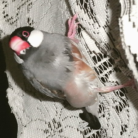 烈婦文鳥シュー
