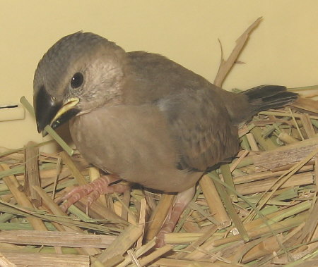 孵化27日目の文鳥ヒナ