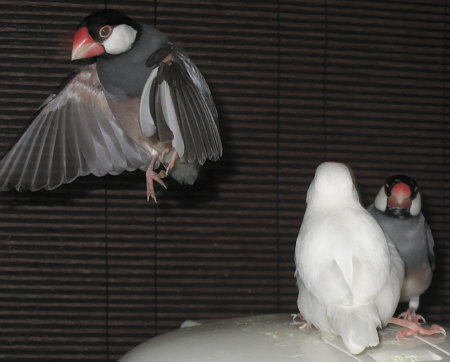 夫婦者にちょっかいを出す白文鳥(ポン・シン・アイ)