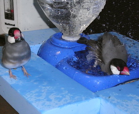 水浴びをする文鳥(キュー)