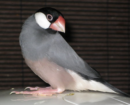 脚の調子が悪い文鳥(カナ)