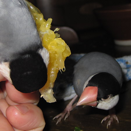晩柑を食べる2羽の文鳥(アト・クリ)