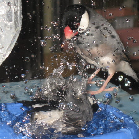激しく水浴び中の文鳥(ラック・ノコリ)