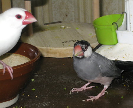 遅い換羽の文鳥(マキ)