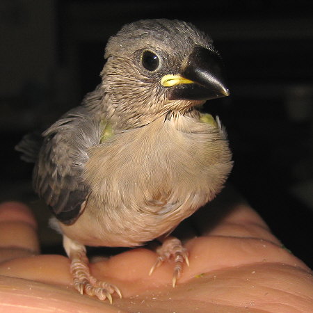 孵化24日目の文鳥ヒナ(クリ)