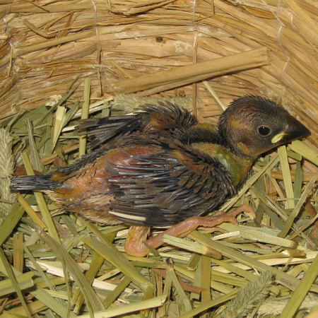 孵化17日目の文鳥ヒナ(マナツ)