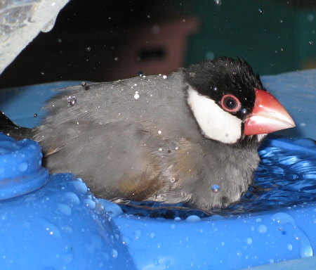 多産系でも元気な文鳥(シュー)