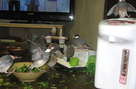 文鳥と豆苗の散乱した卓上