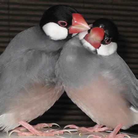 仲の良い文鳥夫婦(テン・カエ)