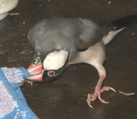 ハンドタオルと格闘するアイ