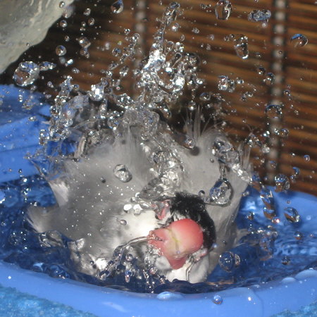 まだまだ元気なノロの水浴び