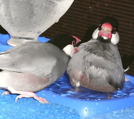 息子文鳥と父文鳥